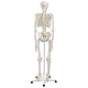 Model kostry člověka - standardní