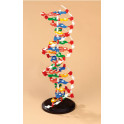 Model DNA