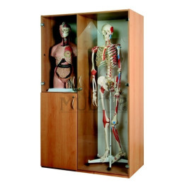 Skříň na anatomické modely