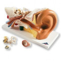 Model lidského ucha - třikrát zvětšeno - 4 části