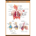 Dýchací soustava XXL (140x100 cm)