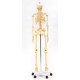 Model kostry člověka na pohyblivém stojanu