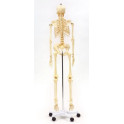 Model kostry člověka na pohyblivém stojanu