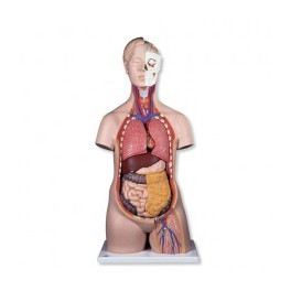 Torzo lidského těla - 12 částí, model