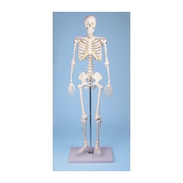 Mini model lidské kostry - na podstavci