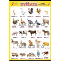 Zvířata - domácí a hospodářská XL (100 x 70 cm)