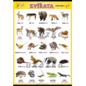 Zvířata - volně žijící XL (100 x 70 cm)