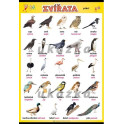 Zvířata - ptáci XXL (140 x 100 cm)