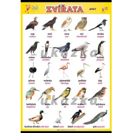 Zvířata - ptáci XL (100 x 70 cm)