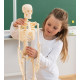 Malý skelet - model kostry člověka