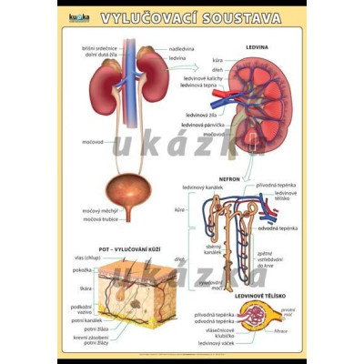 Vylučovací soustava XXL (140 x 100 cm)
