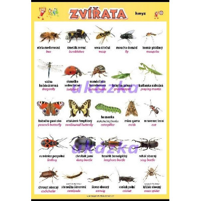 Zvířata - hmyz XXL (140 x 100 cm)