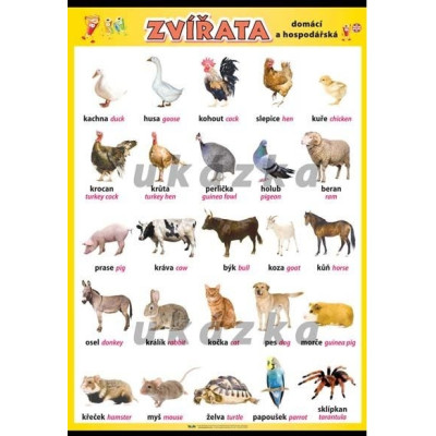 Zvířata - domácí a hospodářská XXL (140 x 100 cm)