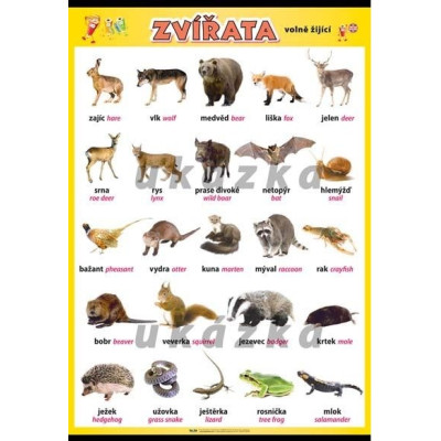 Zvířata - volně žijící XL (100 x 70 cm)