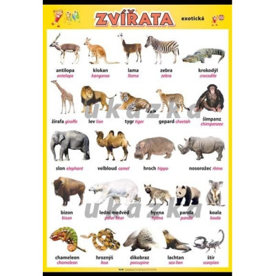 Zvířata - exotická XL (100 x 70 cm)