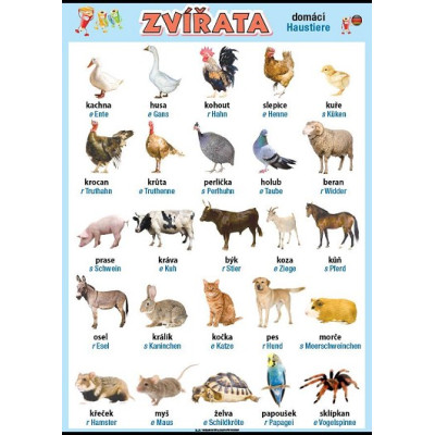 Zvířata v němčině - domácí